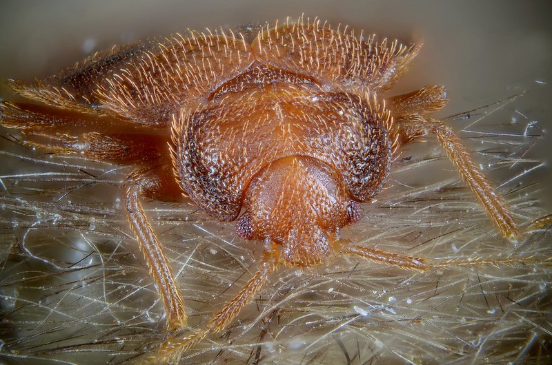 How long do Bed Bugs live? photo