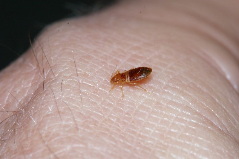 How long does it take to get rid of Bed Bugs?