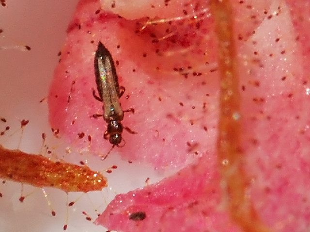 Are Thrips dangerous?
