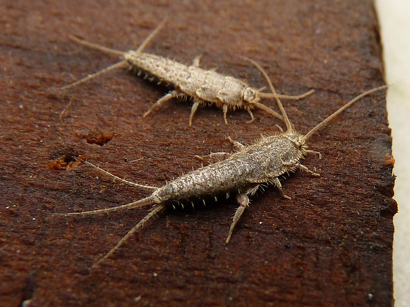 Where do Silverfish come from? photo