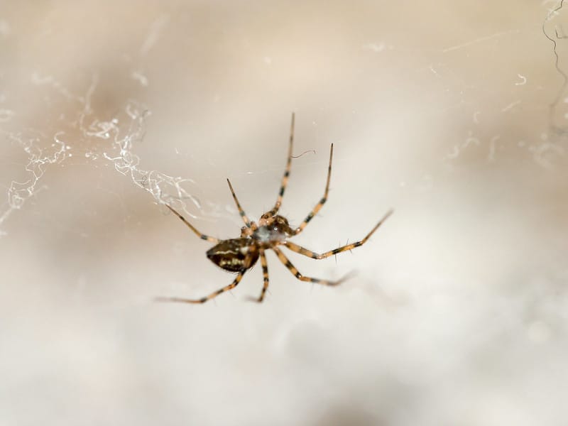 Where do House Spiders come from?