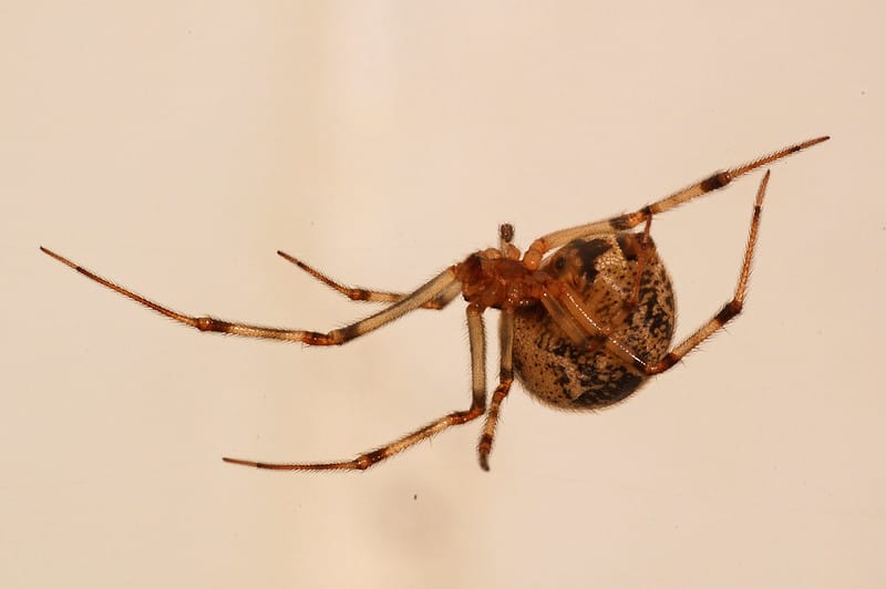 What do House Spiders eat? photo