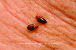 Will Alcohol Kill Bed Bugs? | PestAdvisors.com