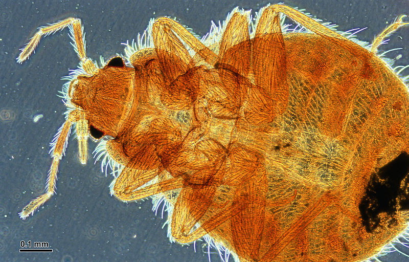 Bed Bug Images: What Do Bed Bugs Look Like? photo