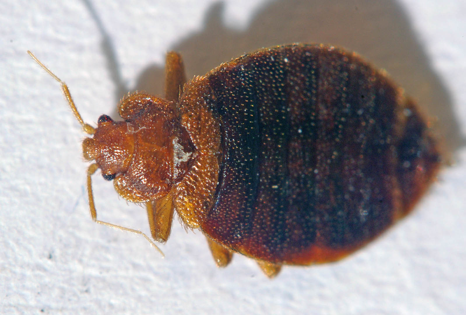 Unwanted Guests: Discover What Attracts Bed Bugs to Your Home photo