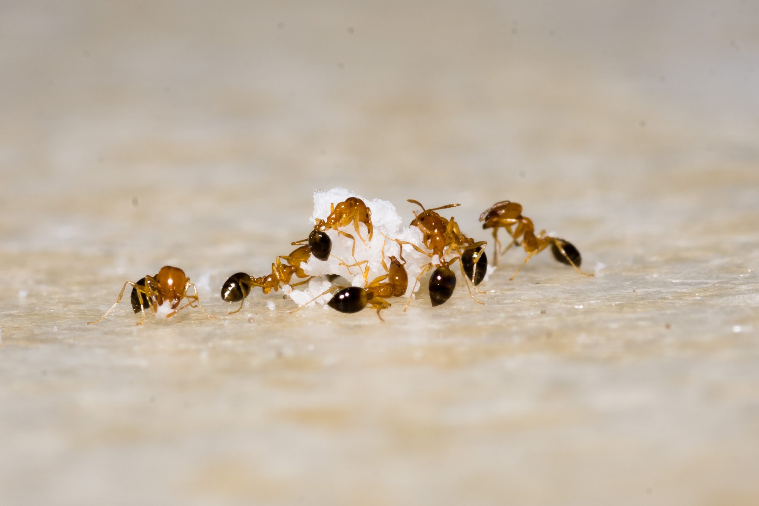Sweet Solutions: How to Kill Sugar Ants and Eradicate Them From Your Home photo