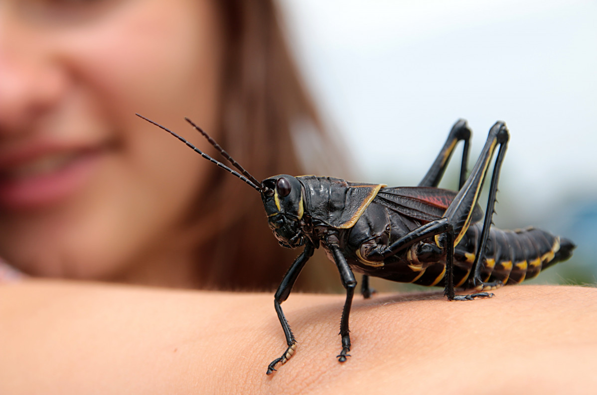 Exploring the Fascinating World of Crickets