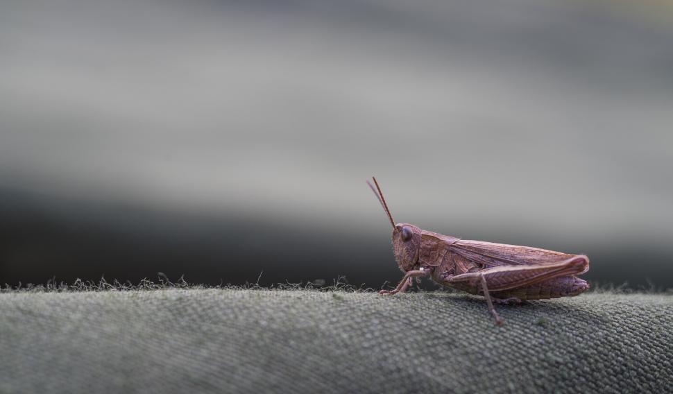 Cricket vs. Grasshopper: What’s the Difference? photo