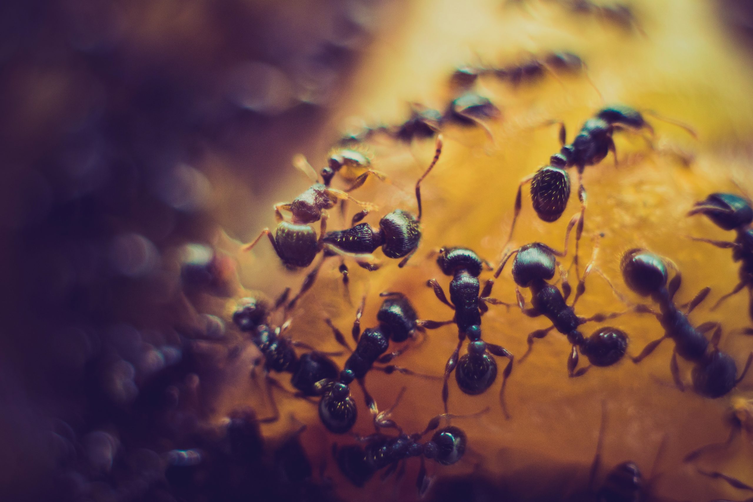 Tiny Lives, Surprising Longevity: How Long Do Ants Live? photo