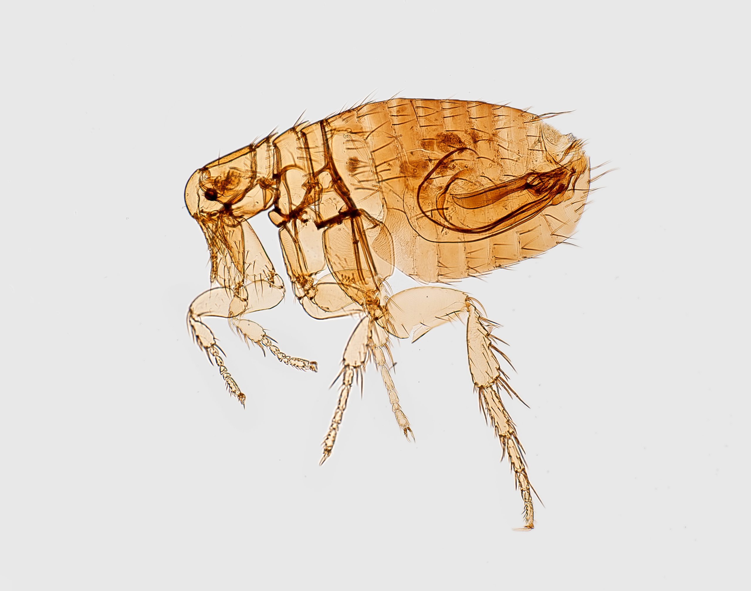 The Fast Lane to a Flea-Free Home: Tips to Get Rid of Fleas Fast